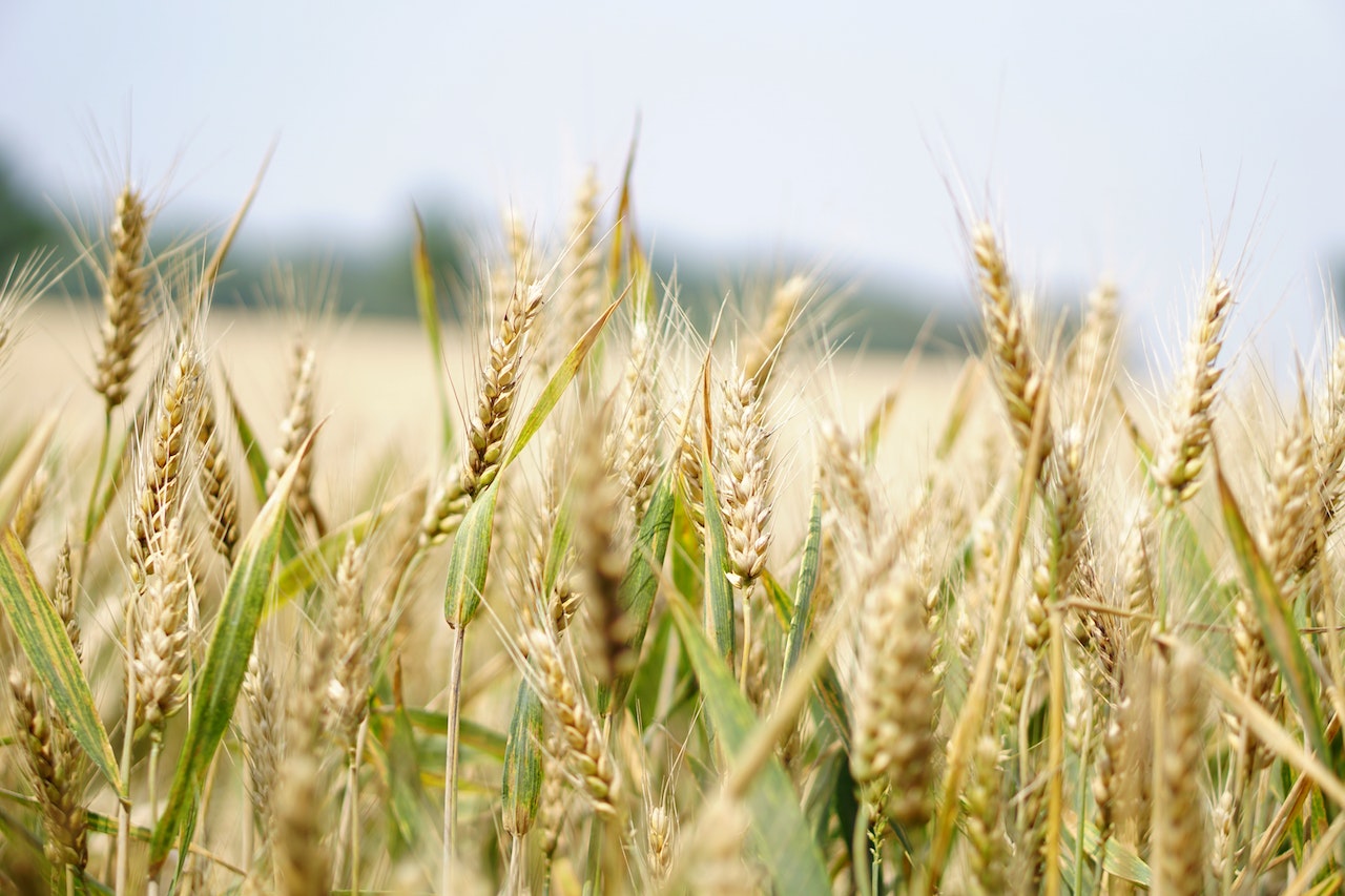 agricoltura