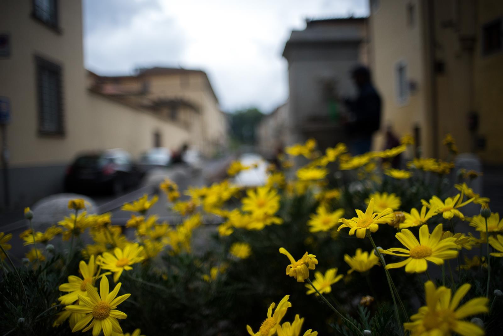 fiori lucca