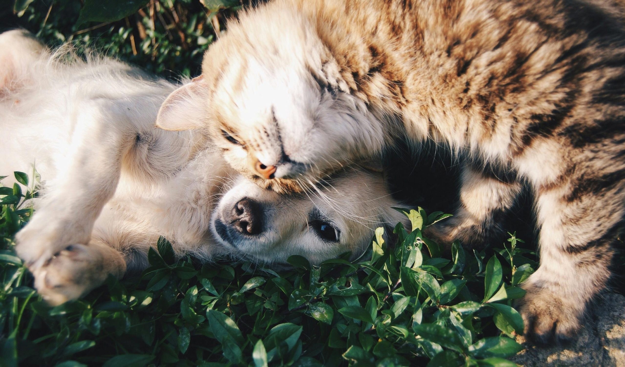 gatto e cane